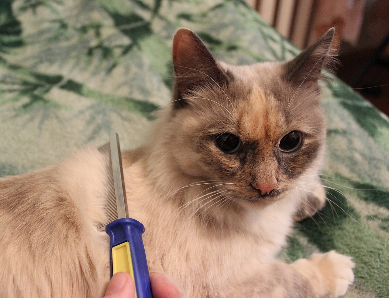 Uso de pente de dentes finos para desembaraçar pelo de gato
