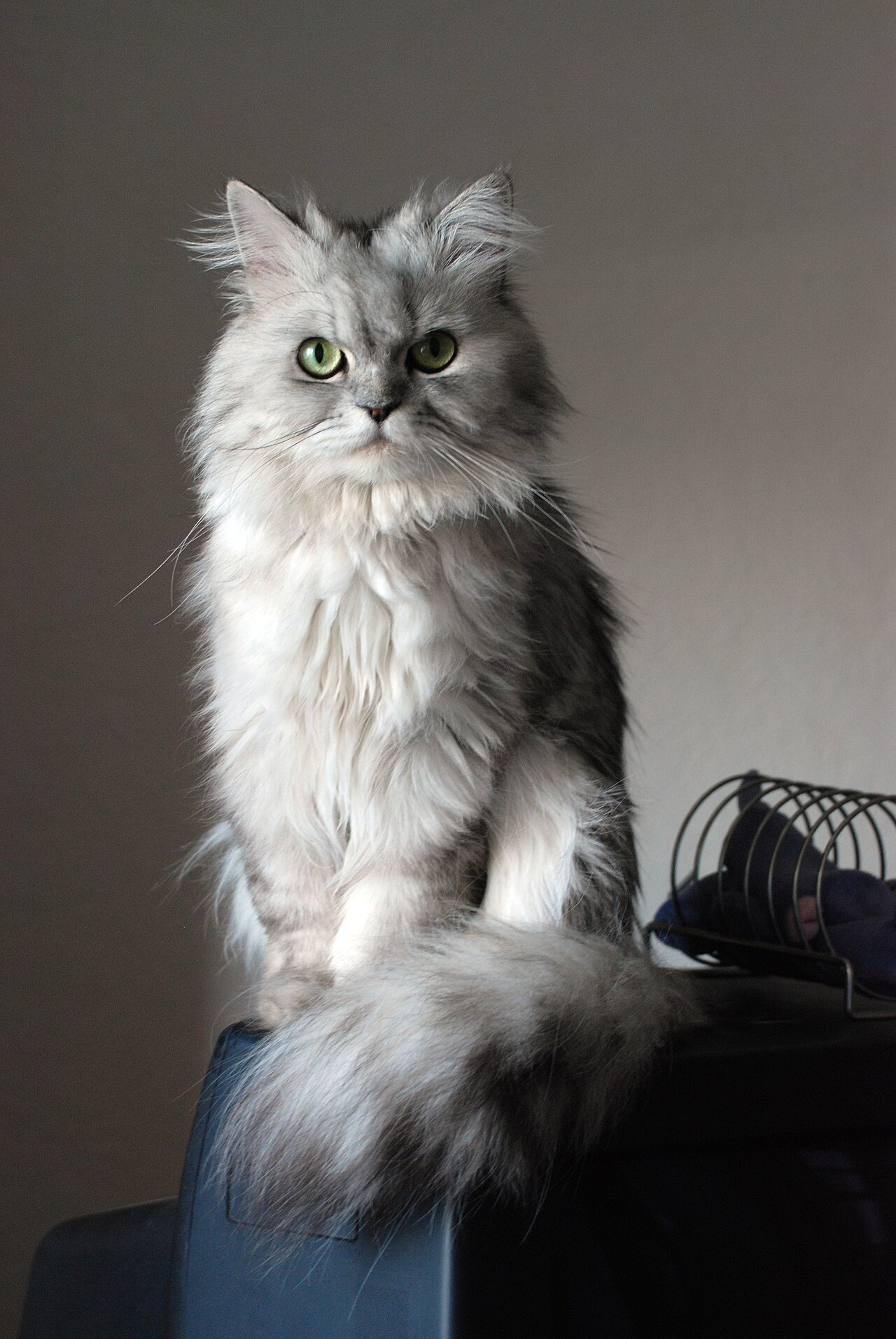 Gato persa de face achatada, raça predisposta ao lacrimejamento crônico