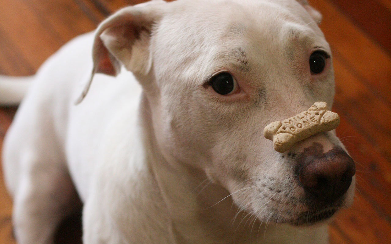 Cachorro recebendo petisco como recompensa no treino