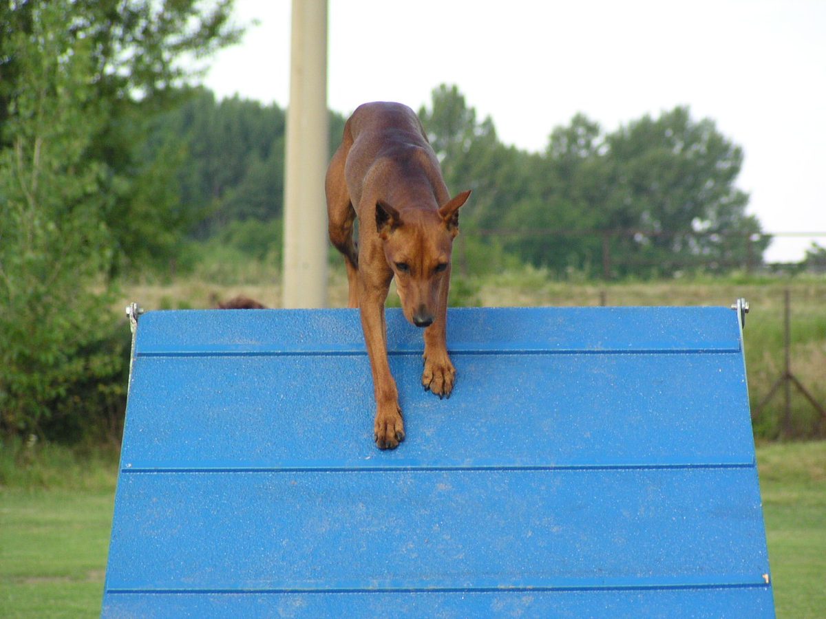 Cao da raca pinscher alemao descendo por uma rampa
