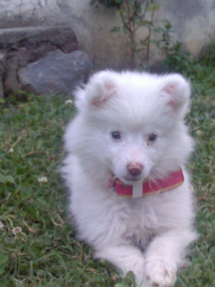 Spitz-alemão (Pomerânia), outra raça pequena predisposta à luxação de patela
