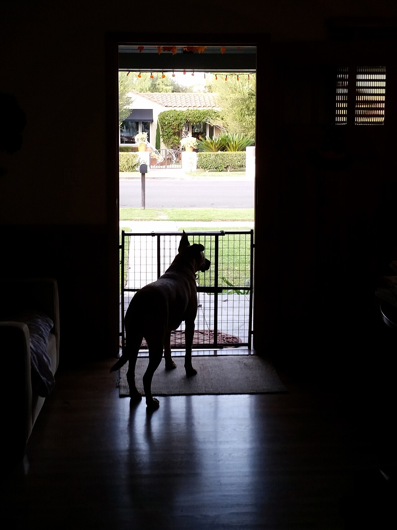 Cachorro parado atrás de um portão de segurança pet na porta de casa