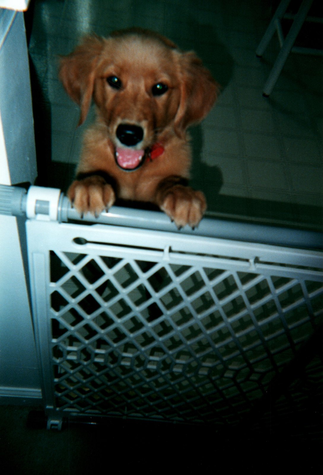 Filhote de cachorro apoiado em um portão expansível de segurança