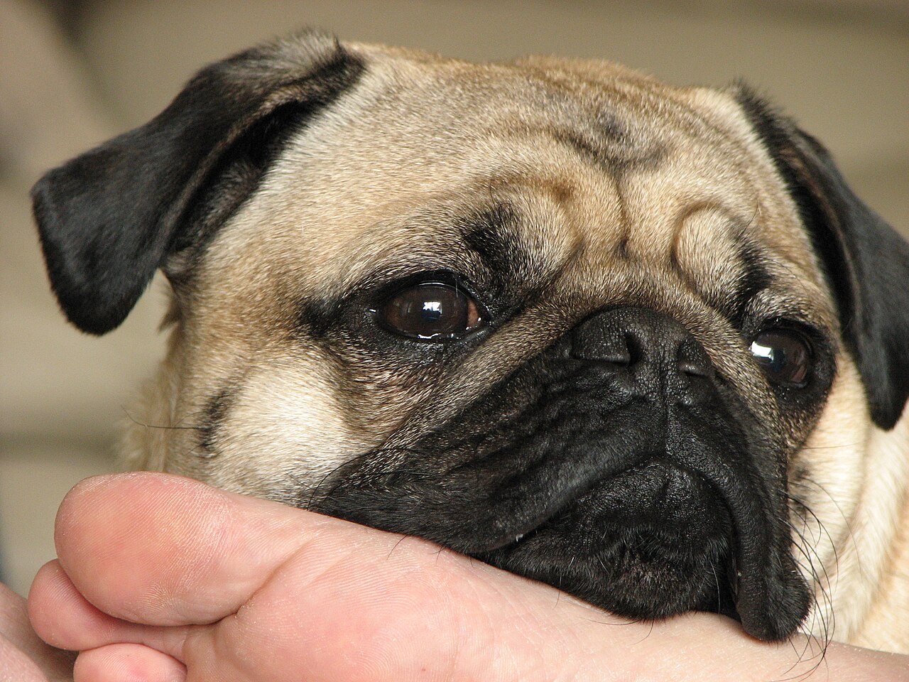 Focinho de Pug, raça braquicefálica com nariz naturalmente mais seco