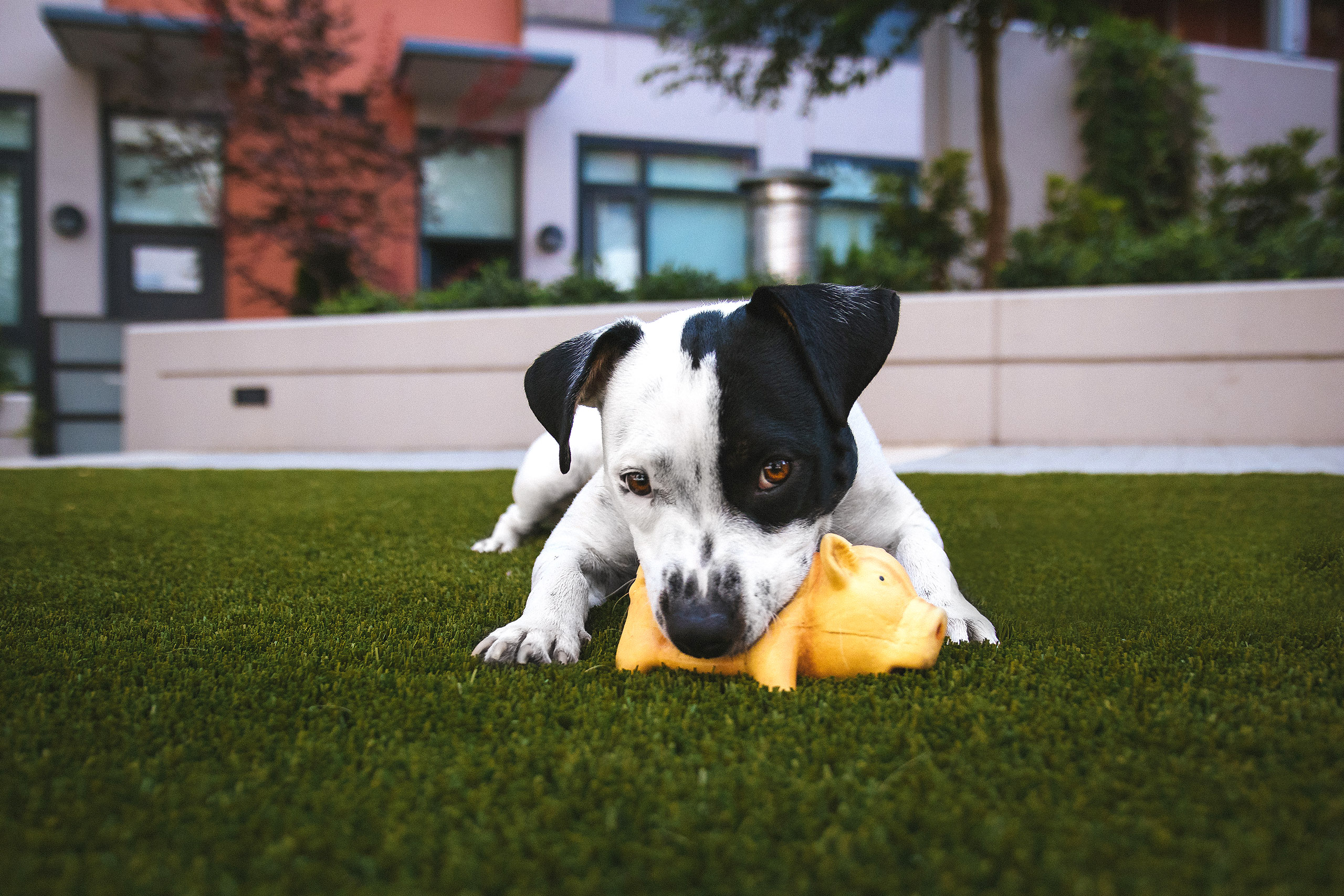 Filhote de cachorro brincando com brinquedo, estímulo importante para o desenvolvimento