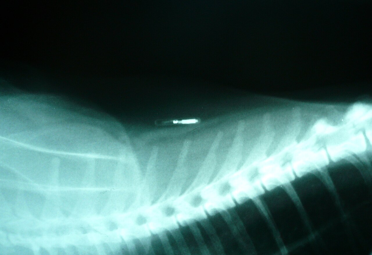 Radiografia mostrando o microchip implantado entre as escápulas de um gato