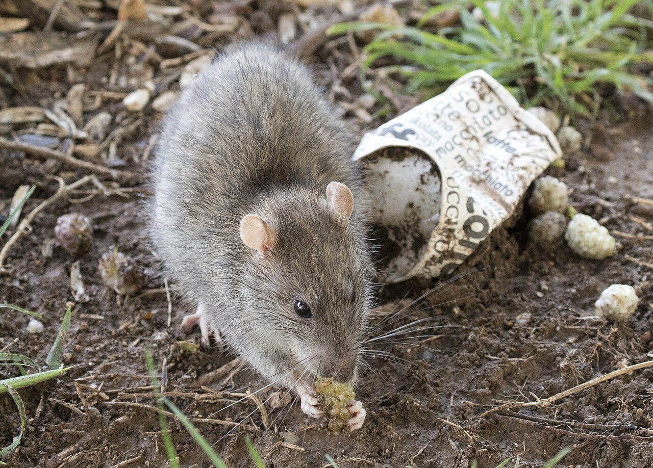 Rato-de-esgoto, principal reservatório da bactéria Leptospira