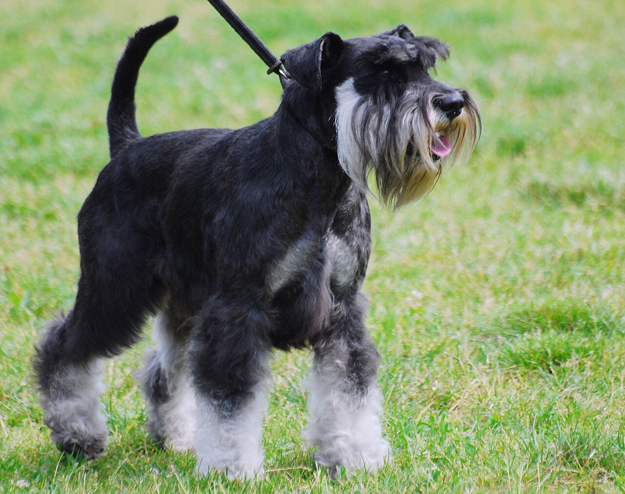 Schnauzer Miniatura, raça de baixa muda de pelo