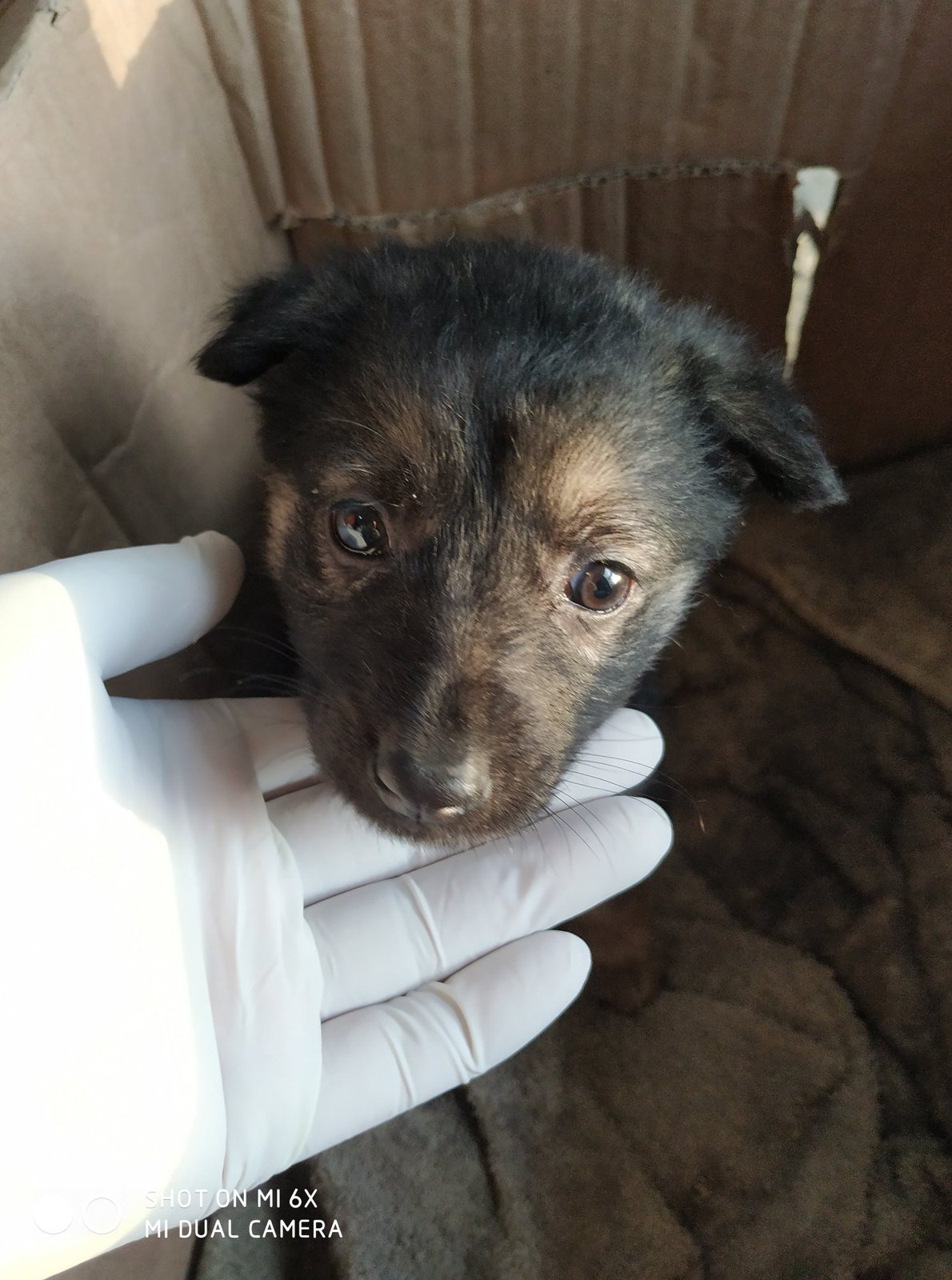 Cachorro em consulta em clínica veterinária