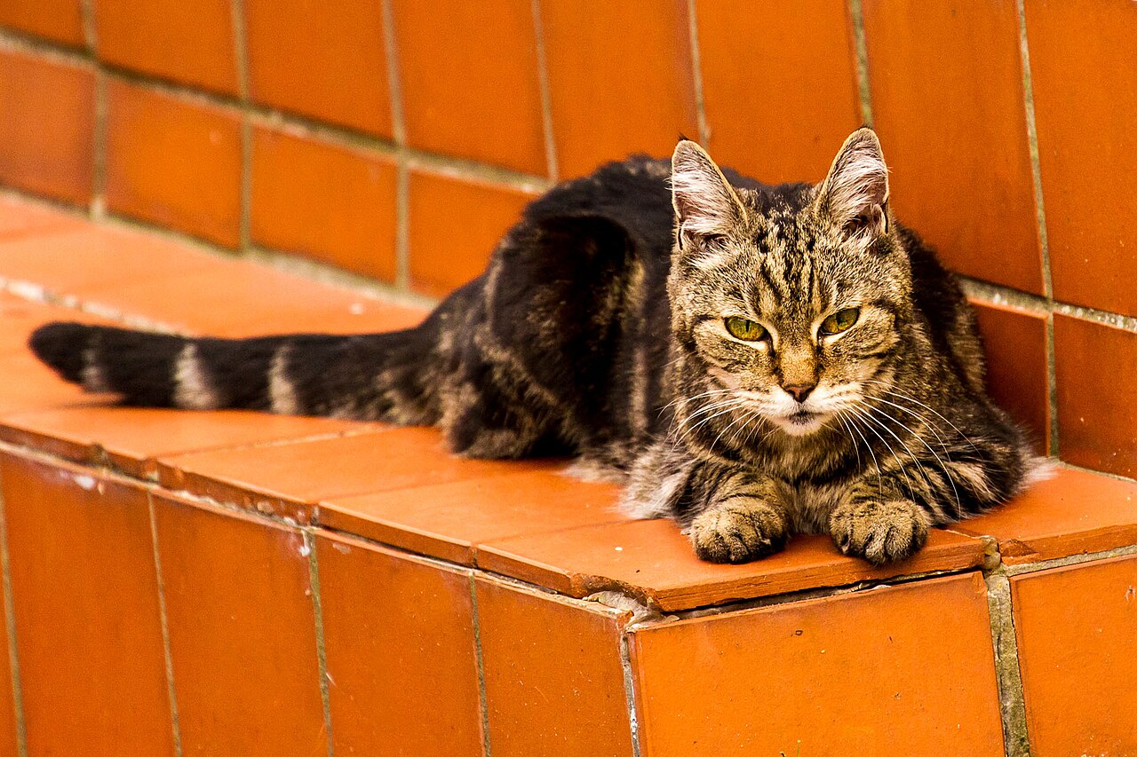 Gato idoso sendo observado, faixa etária de maior risco para doença renal crônica