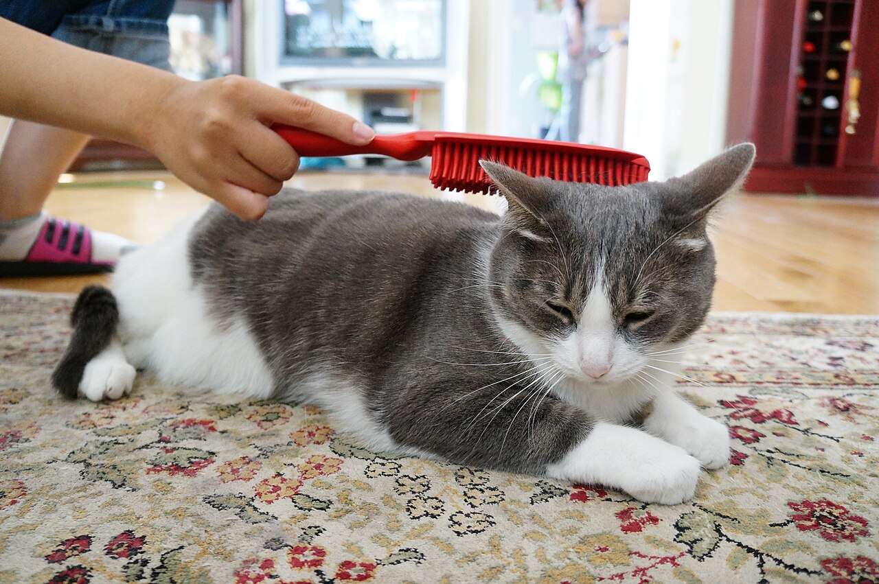 Tutora escovando o pelo de uma gata