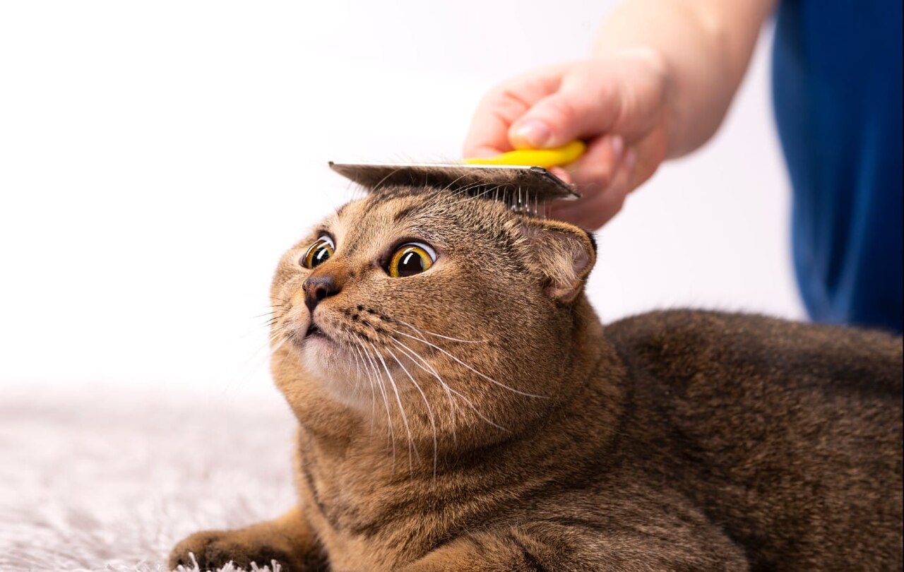 Gato sendo penteado durante cuidado veterinario do pelo