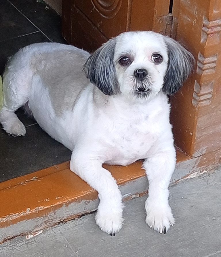 Shih Tzu, raça de pequeno porte adaptada à vida em apartamento
