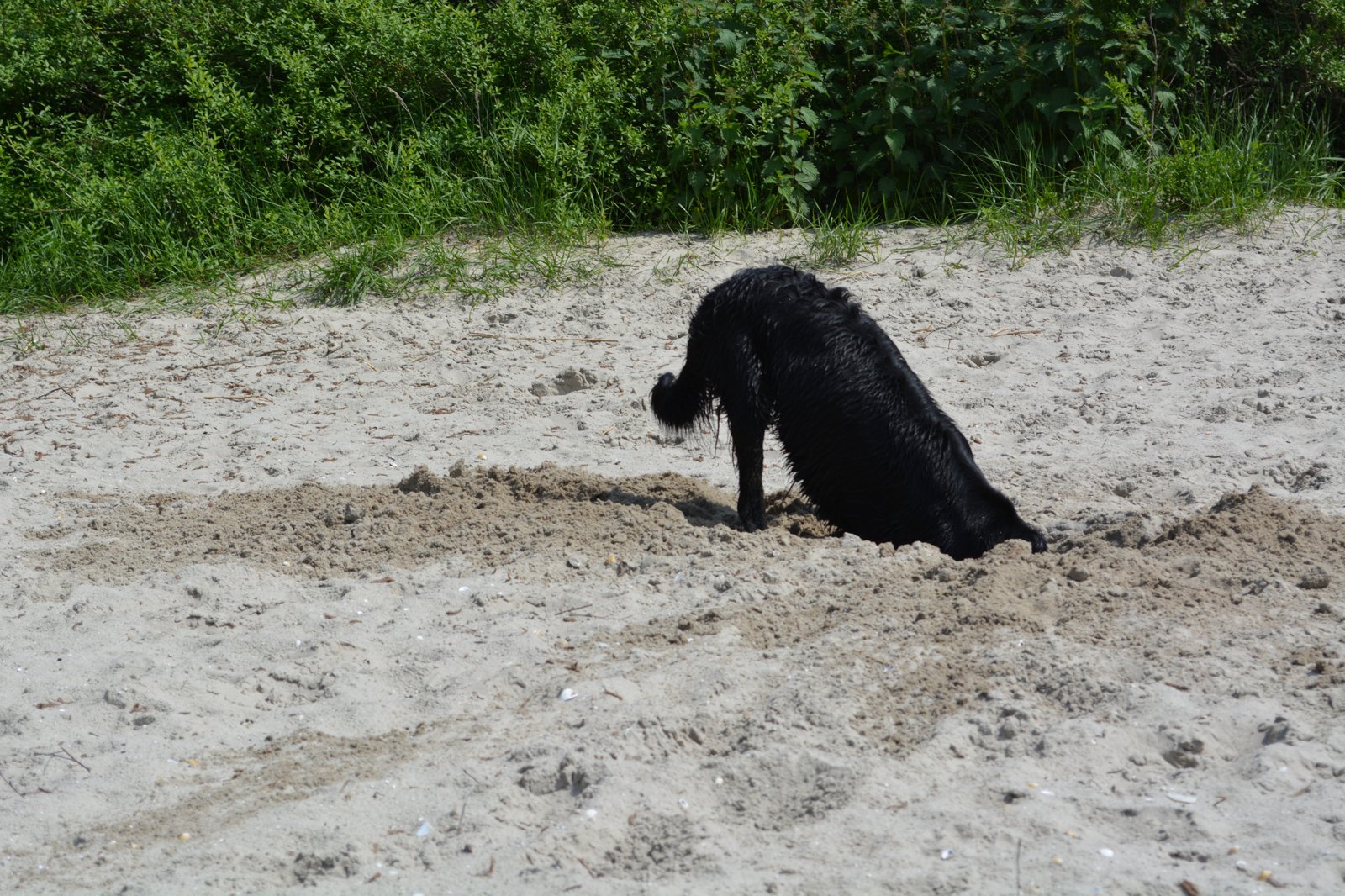 Cachorro cavando um buraco na terra ao ar livre