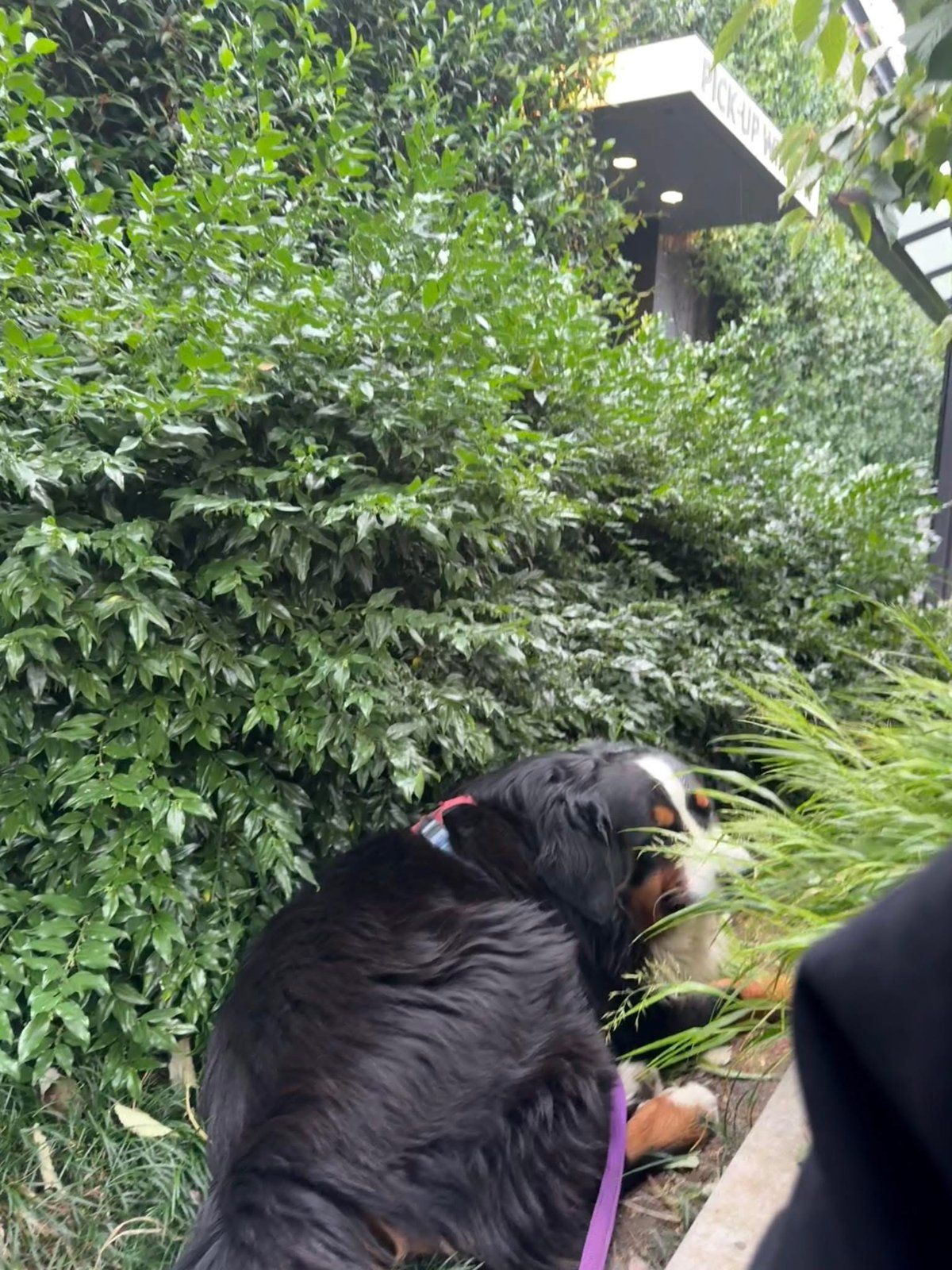 Cachorro comendo grama ao ar livre