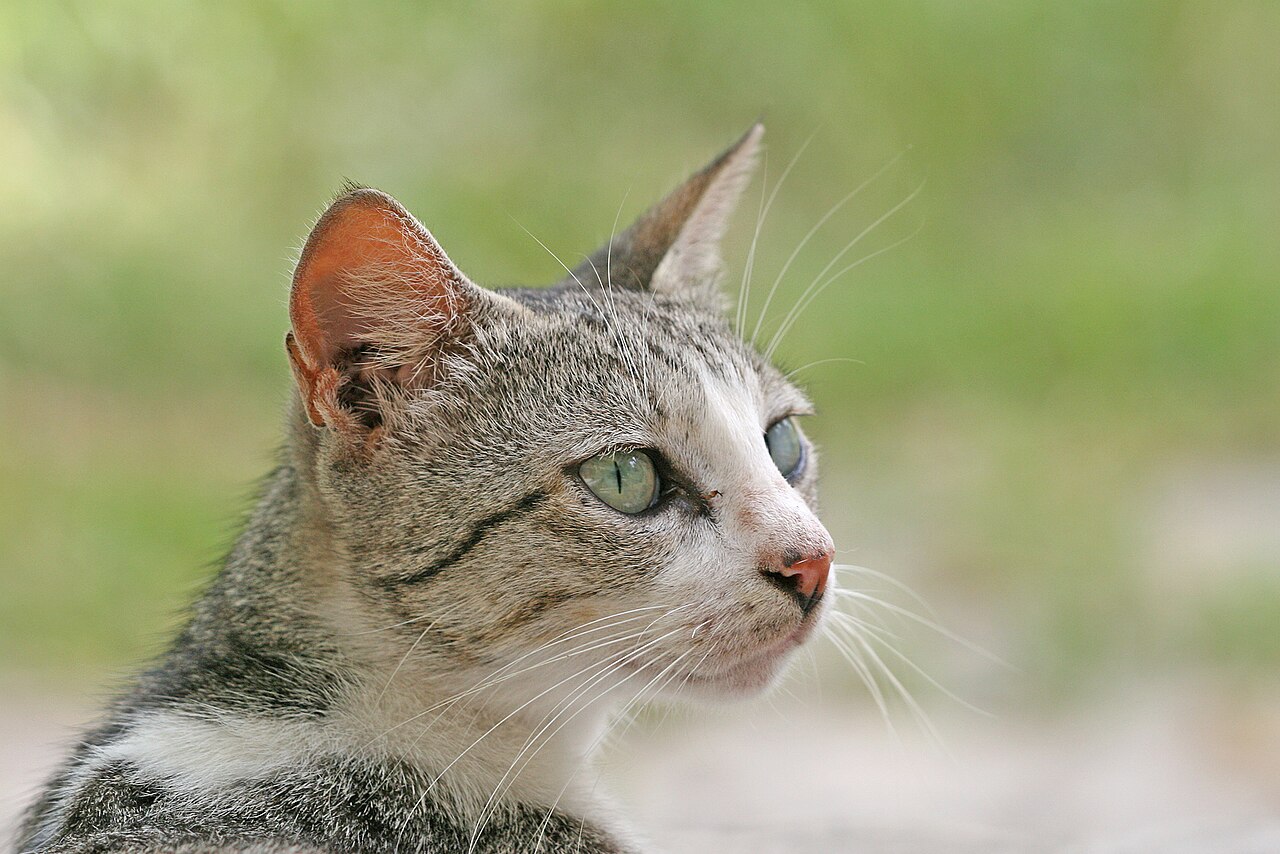 Gato doméstico atento em ambiente externo