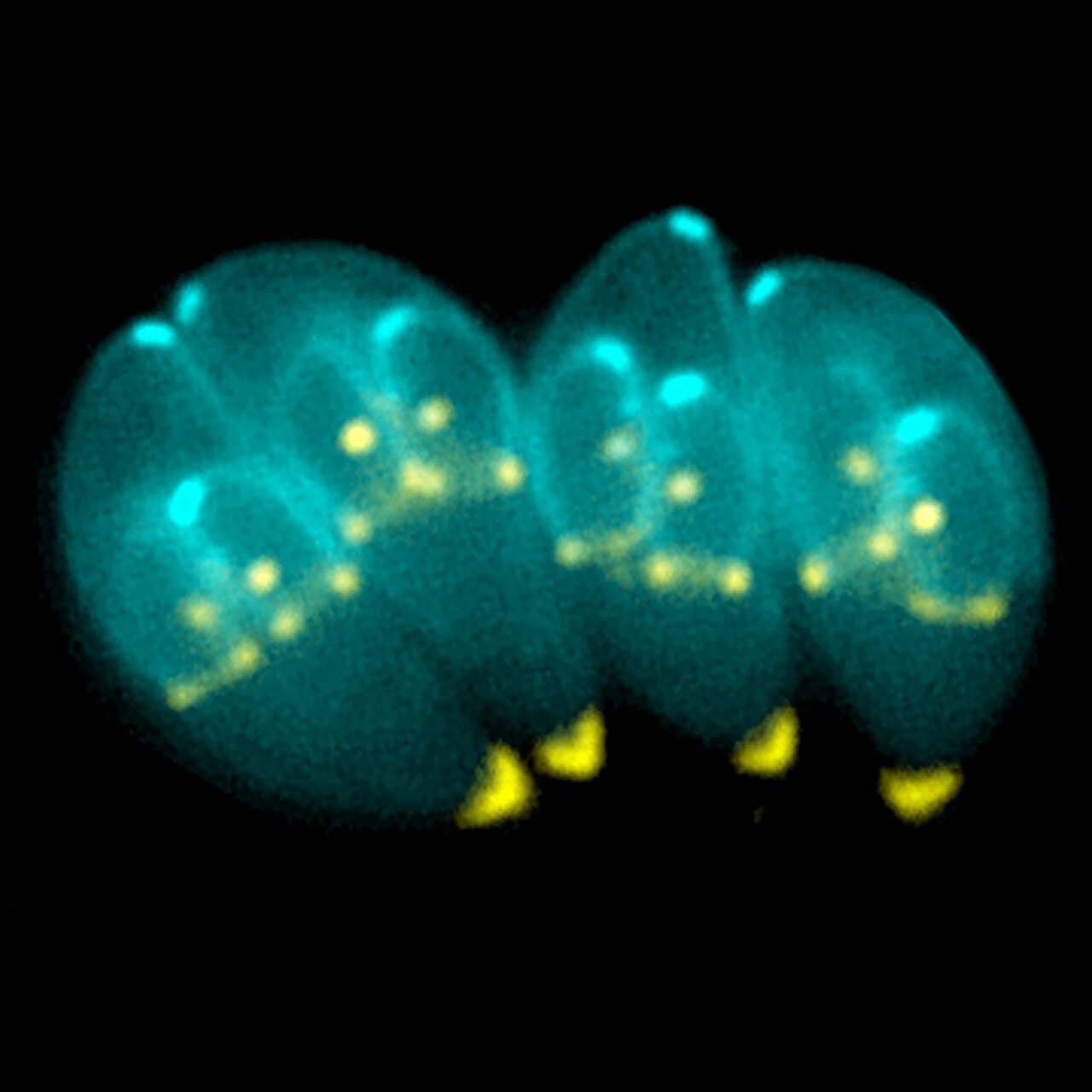 Imagem microscópica do parasita Toxoplasma gondii