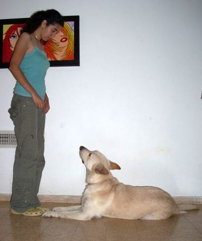 Treinamento de cachorro com reforço positivo
