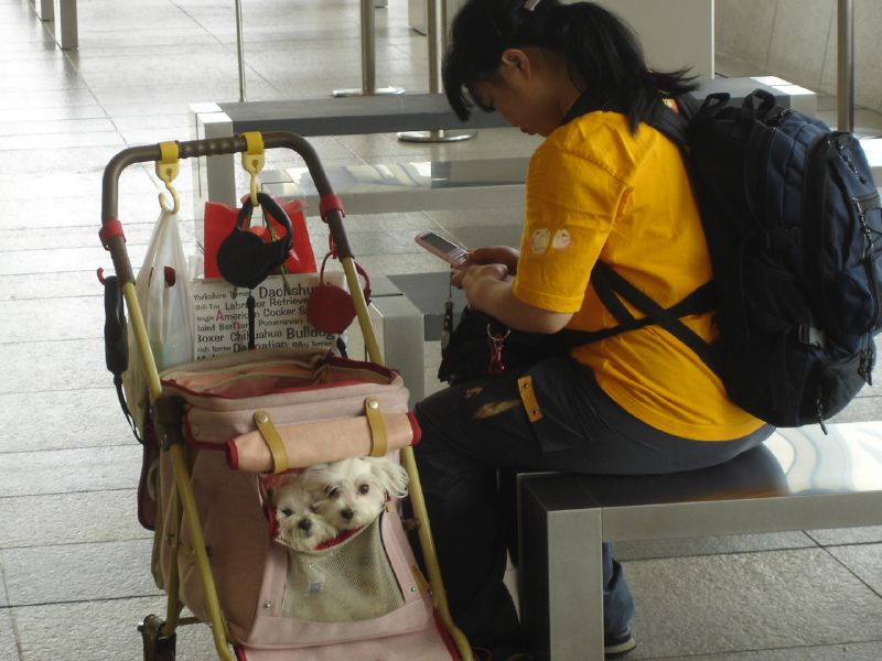 Tutora distraída no celular enquanto cães aguardam atenção