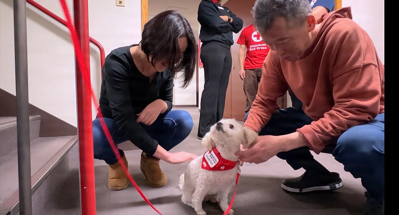 Duas pessoas dando atenção simultânea a um cachorro pequeno