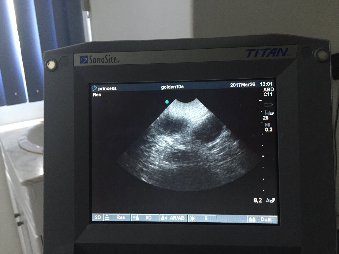 Imagem de ultrassom mostrando útero de cadela com piometra