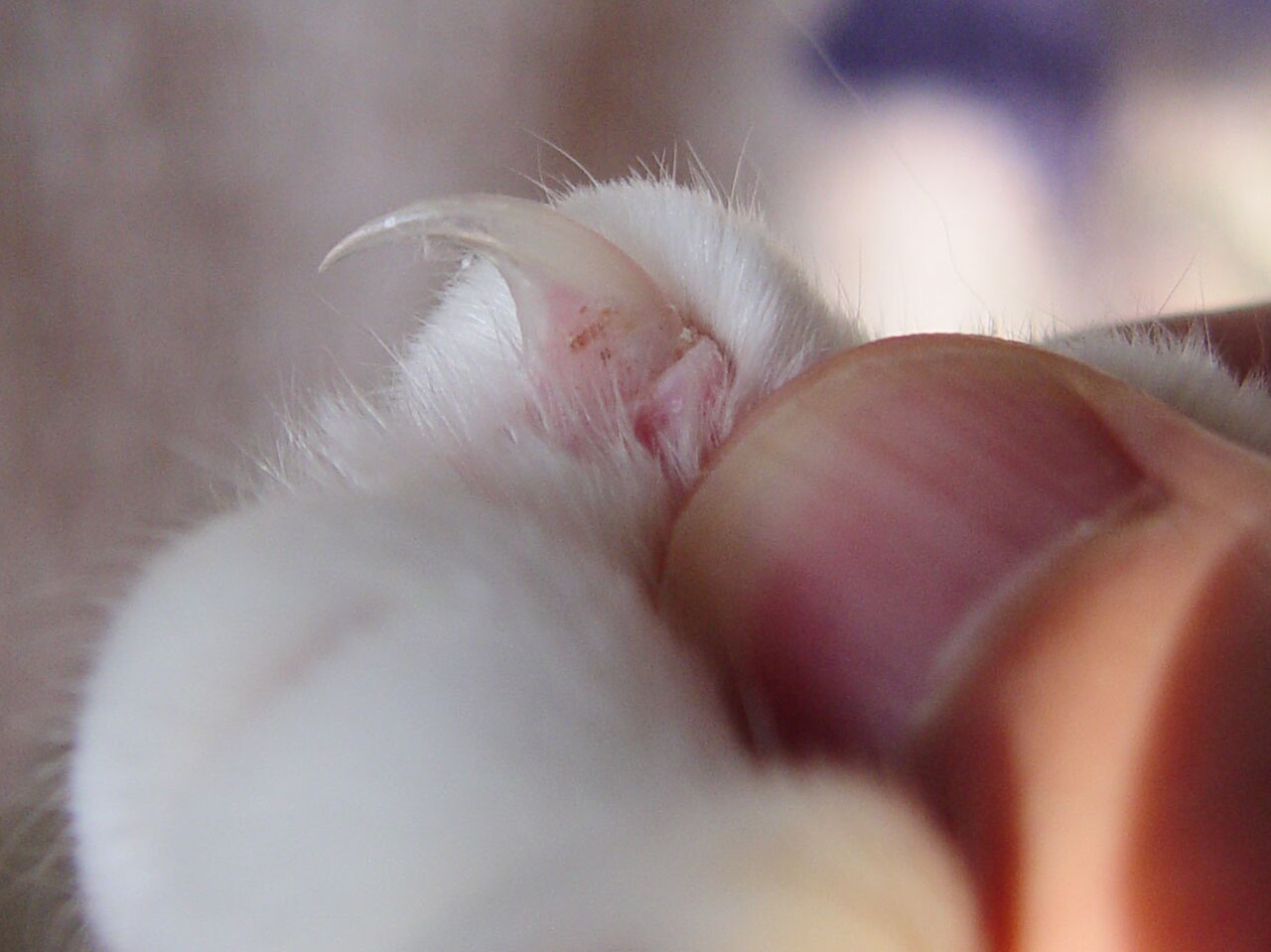 Detalhe da garra de um gato