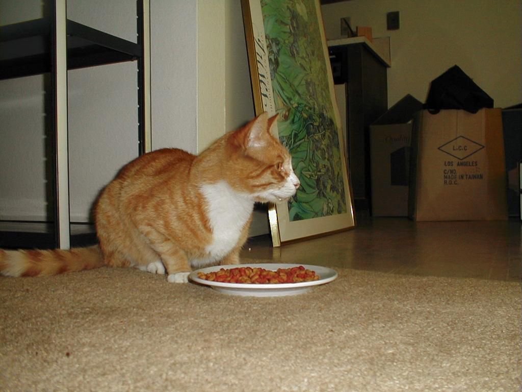 Gato doméstico se alimentando