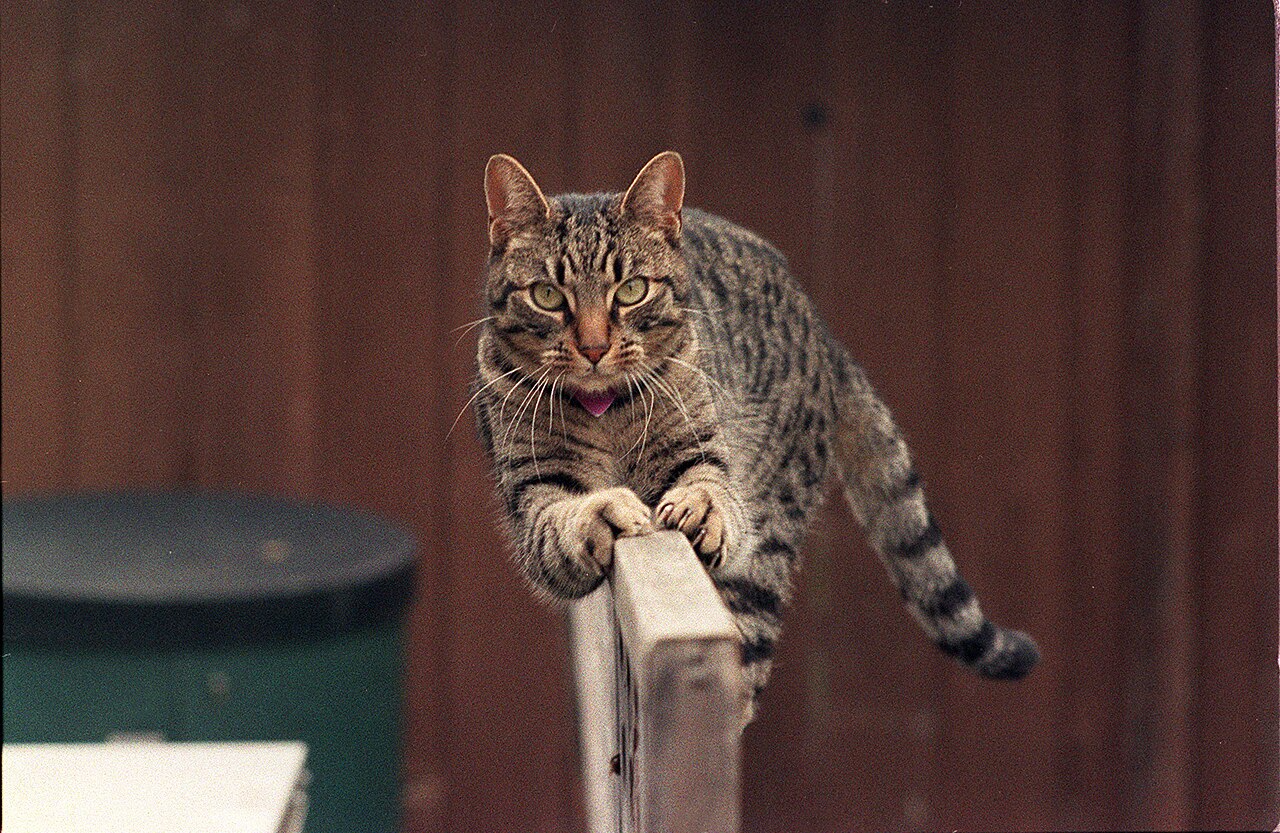 Gato explorando ambiente externo