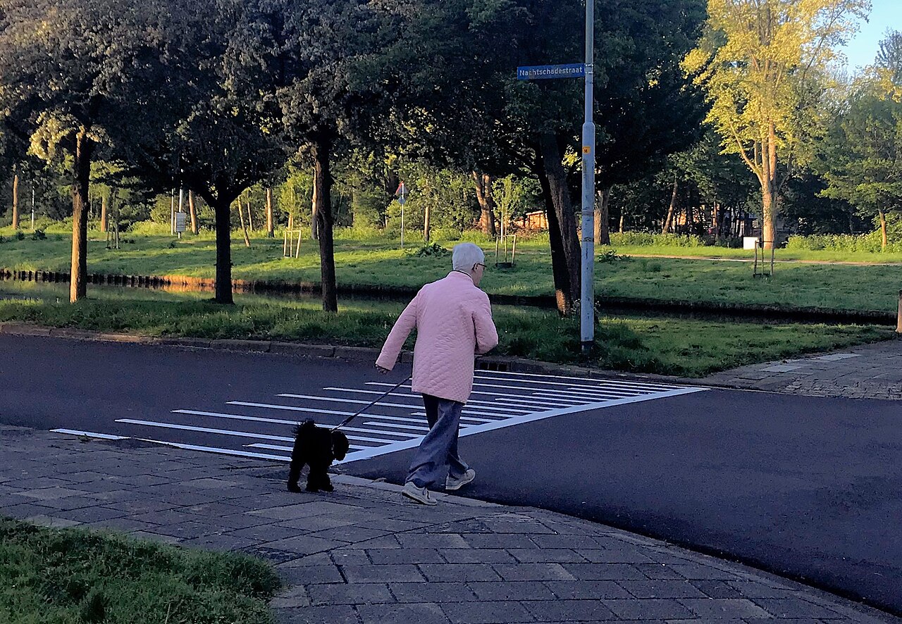 Cão passeando com guia e coleira
