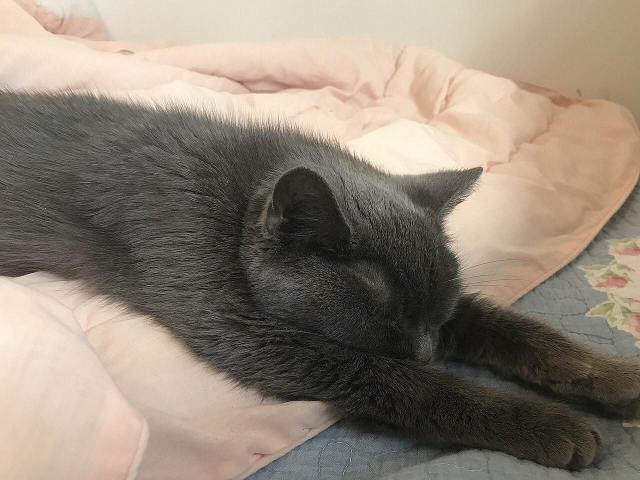 Gato idoso descansando