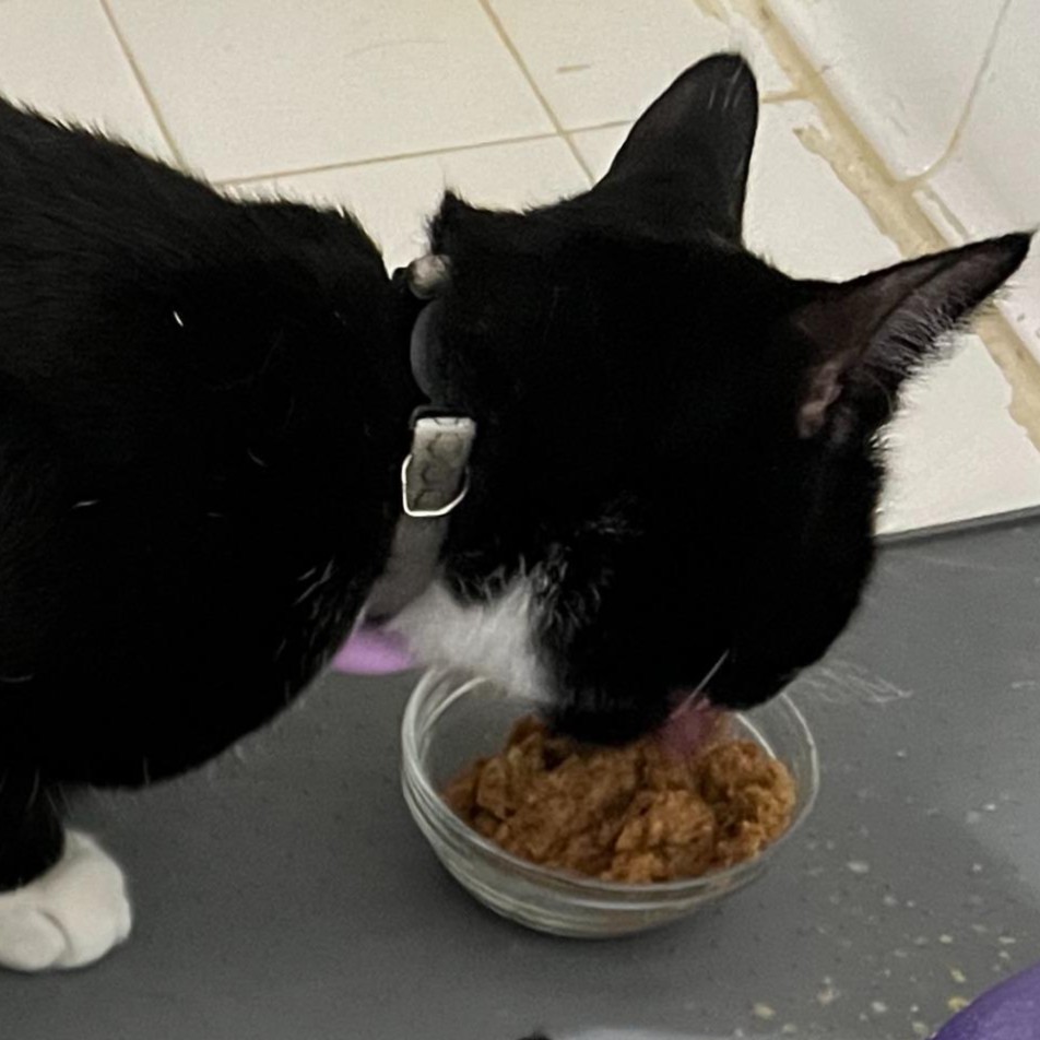 Gato comendo ração úmida