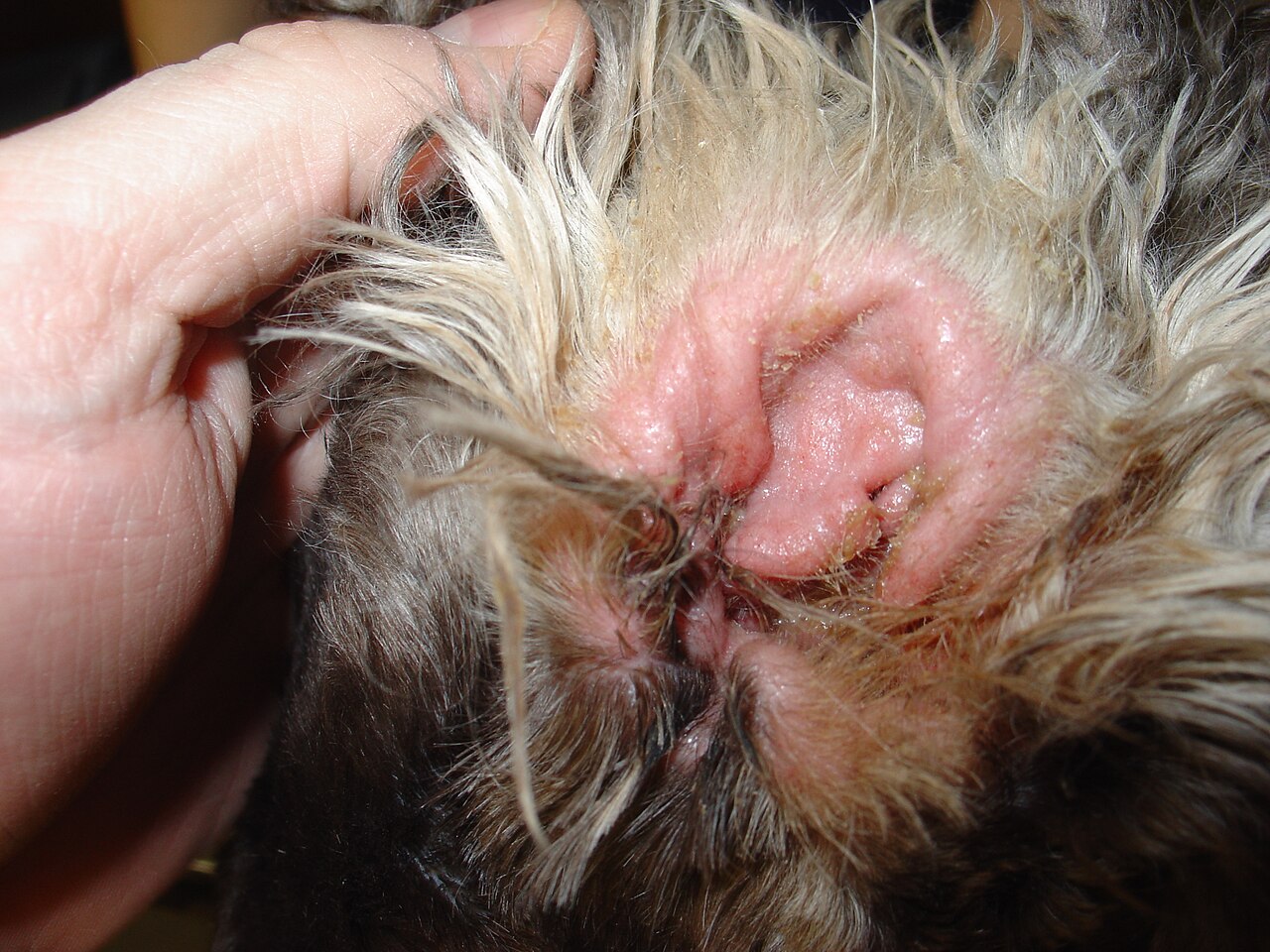 Infecção de orelha em cão da raça cocker spaniel