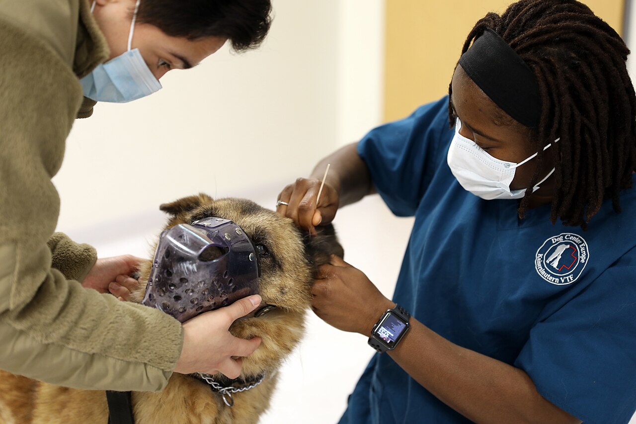 Limpeza de orelha de cão durante check-up veterinário