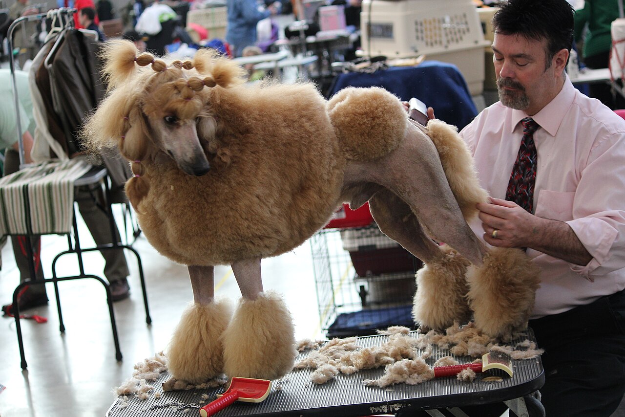Tosa de cachorro poodle
