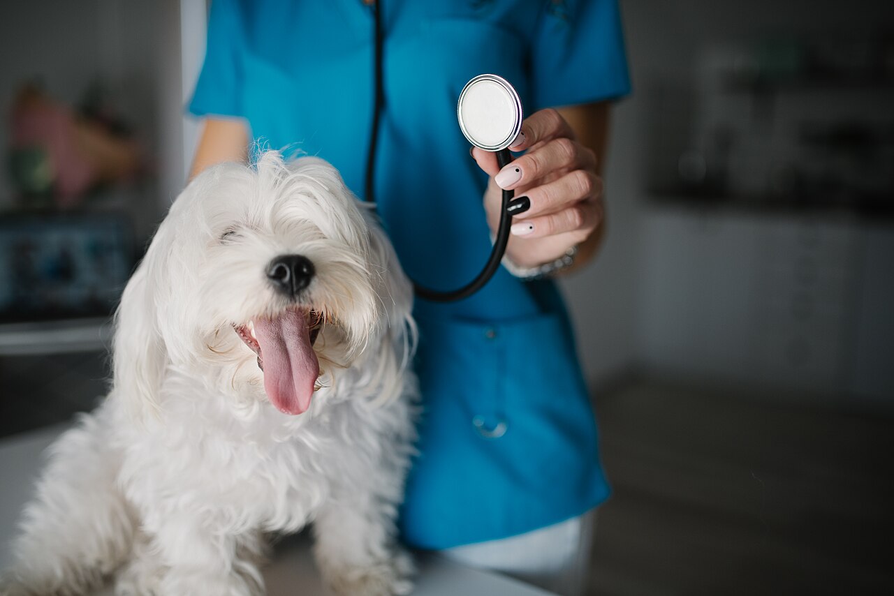 Veterinario examinando cachorro