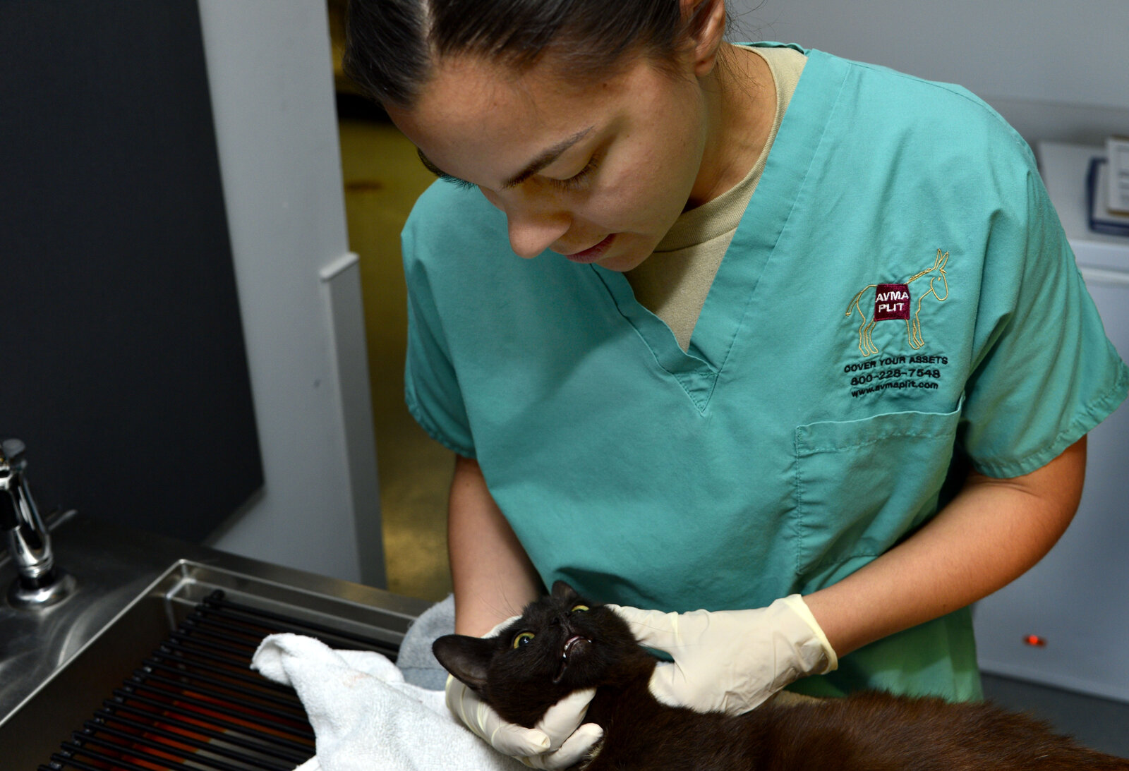 Gato sendo examinado por veterinário em clínica veterinária