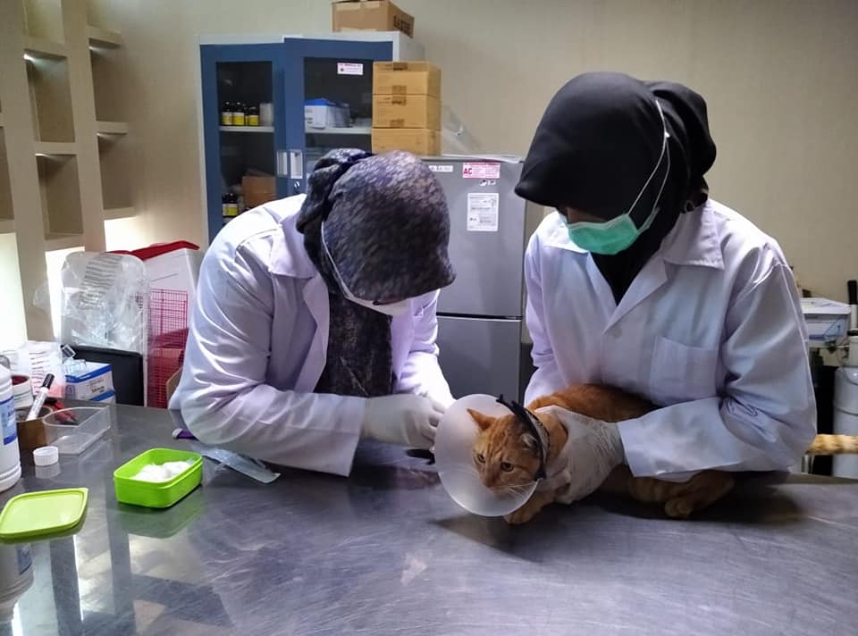 Veterinárias examinando um gato em consultório veterinário