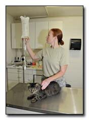 Veterinário examinando um gato durante consulta