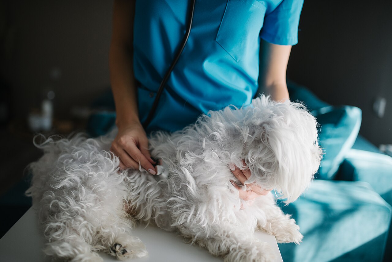 Veterinário examinando cachorro com estetoscópio