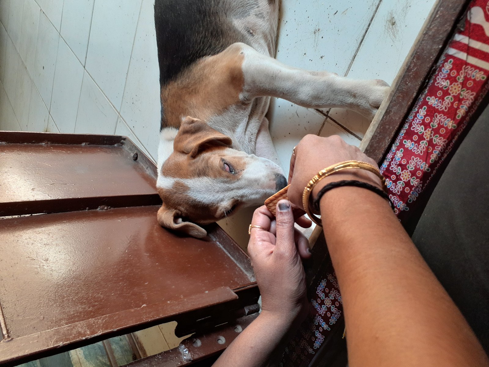 Cachorro deitado e prostrado por indisposição