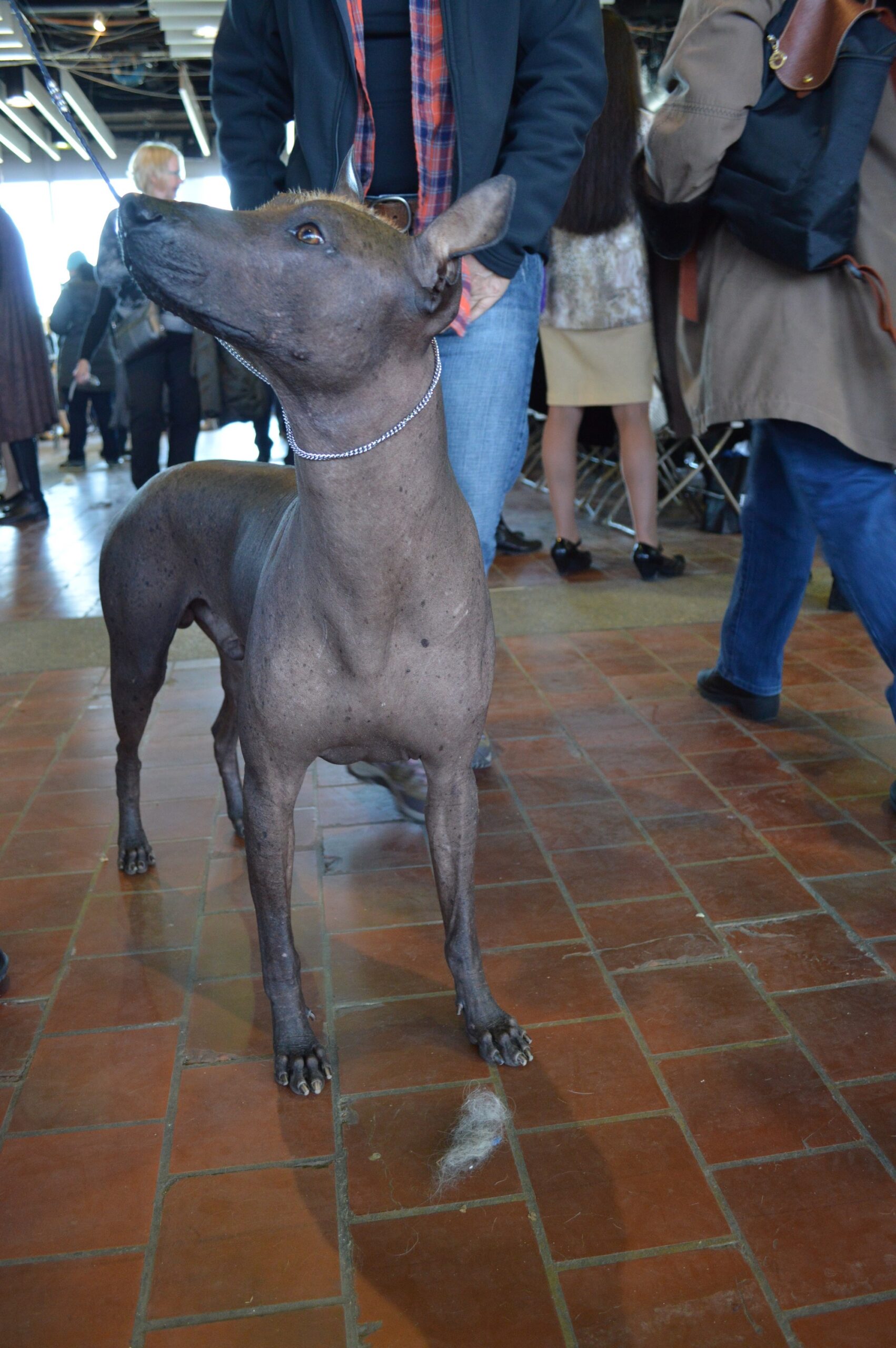 Xoloitzcuintli, cão pelado mexicano com pele exposta à radiação solar