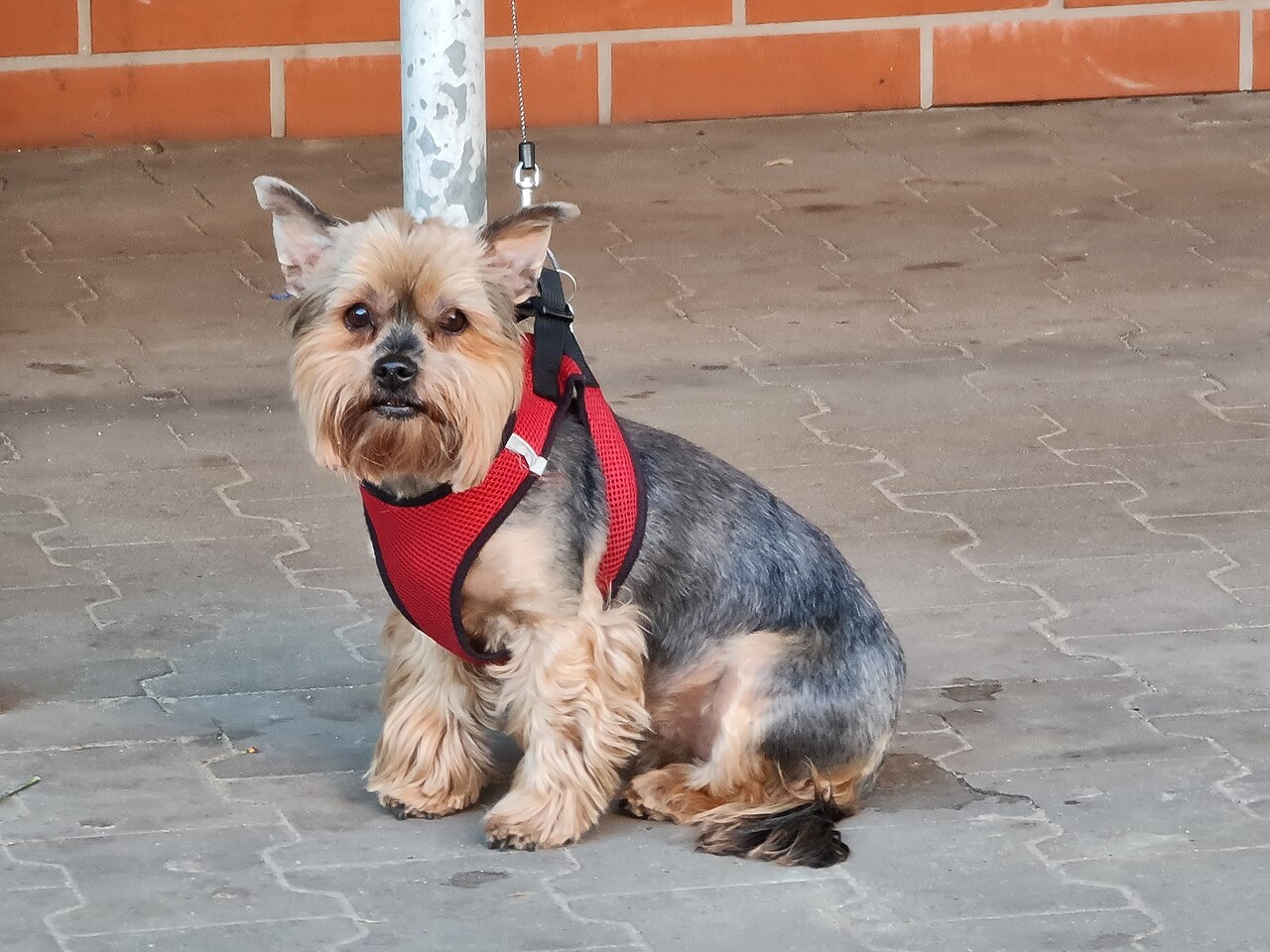Yorkshire Terrier sentado na rua com peitoral vermelho